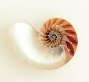 A halved nautilus shell, meant to symbole te Fibonacci Sequence and answer the question, what is a STEAM school?